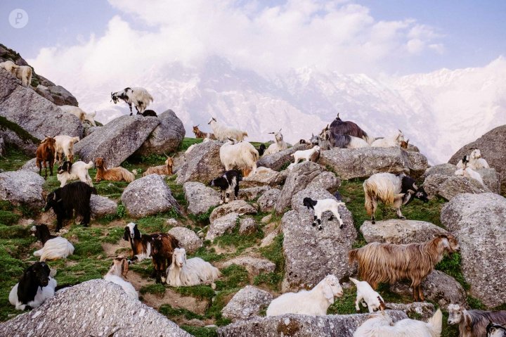Goats of Triund Hill in the Himalayas, by Fujifilm X-Photographer Danny Fernandez.