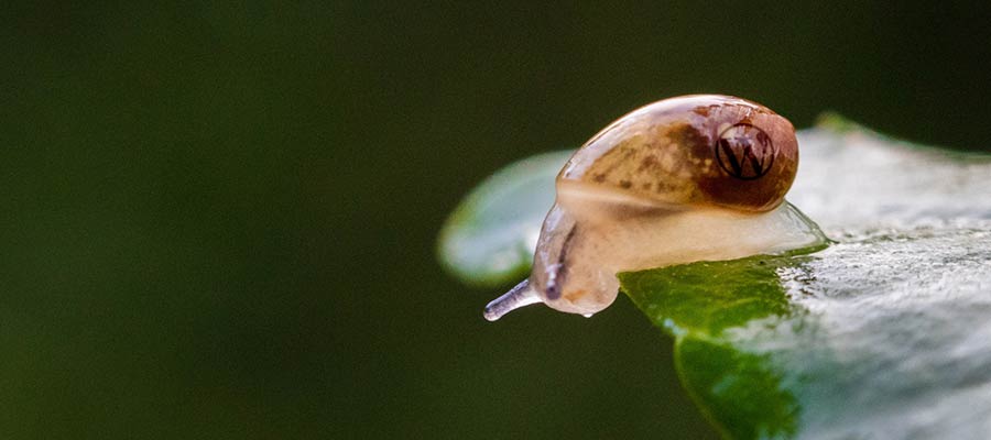 A snail sits on a leaf.