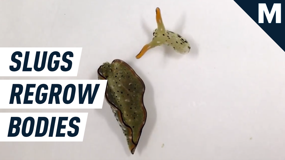 deadpool-like-slugs-chop-off-heads-to-grow-new-healthier-bodies