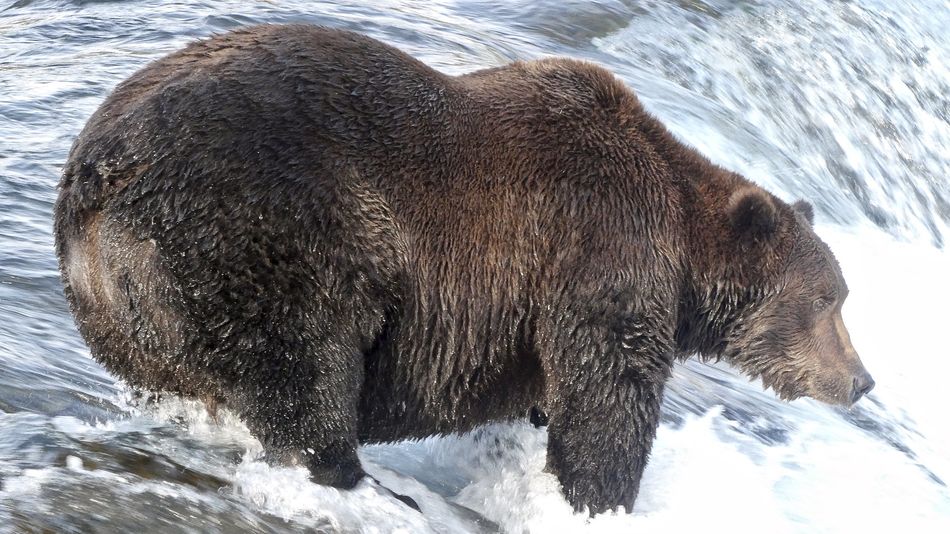 naturalist-reveals-wild-harsh-world-of-the-fat-bears