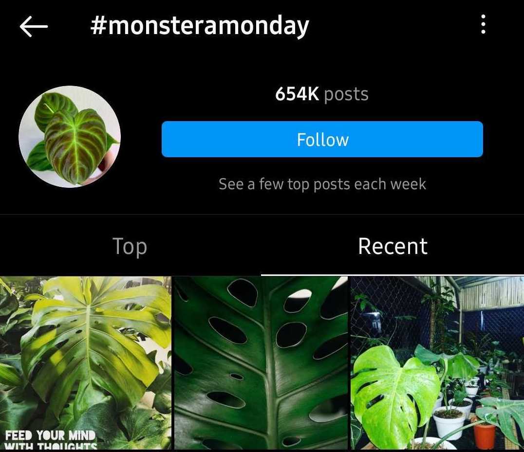 monstera monday hashtag on instagram