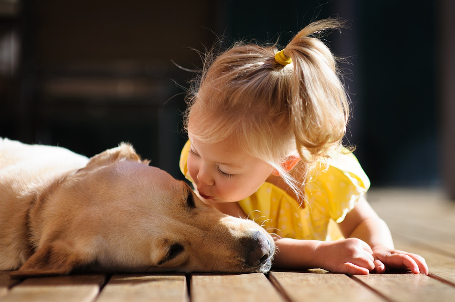 Can young children easily confuse dog emotions? Research suggests so.
