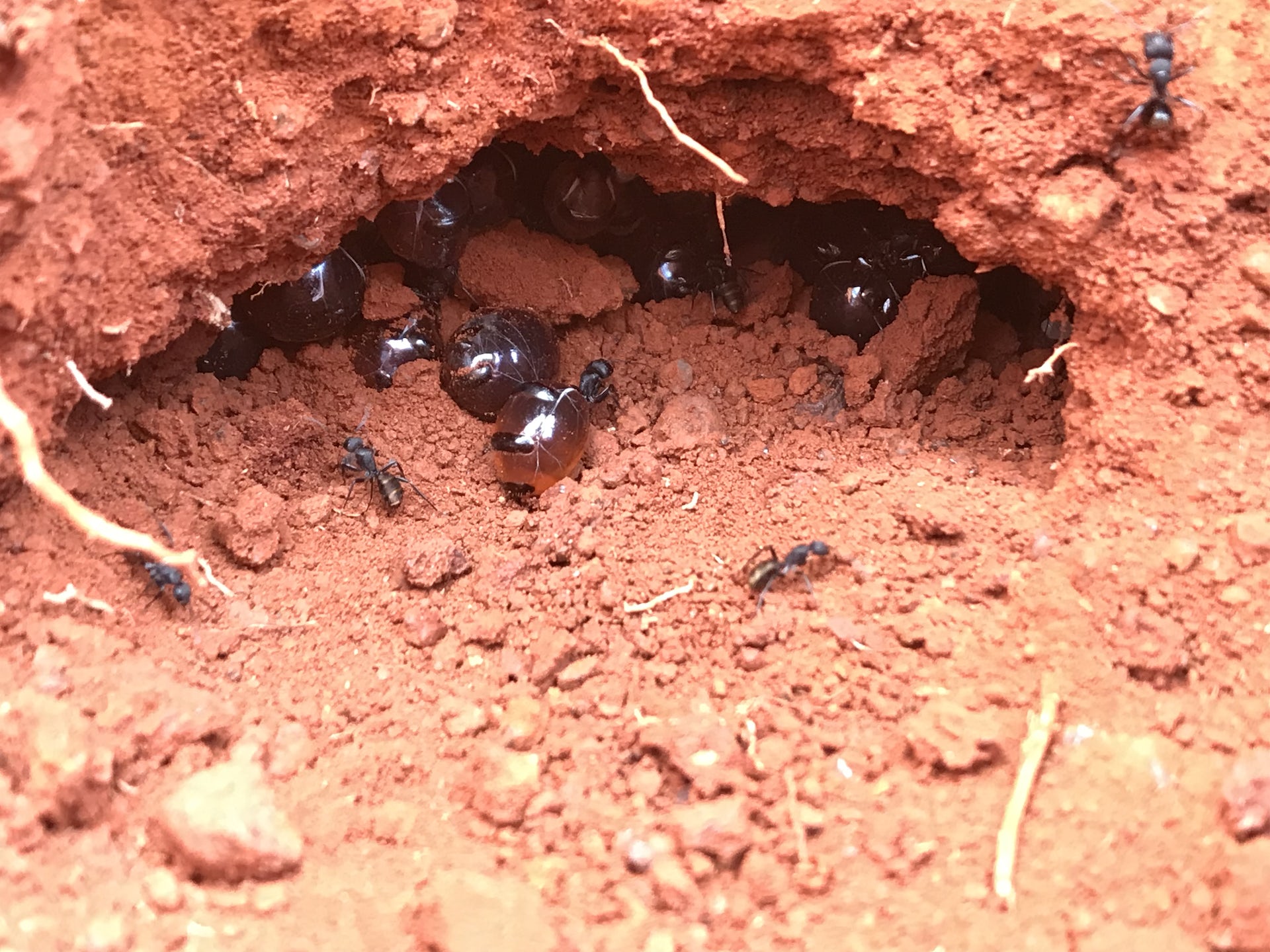 New research reveals that Australian ant honey effectively inhibits resilient pathogens