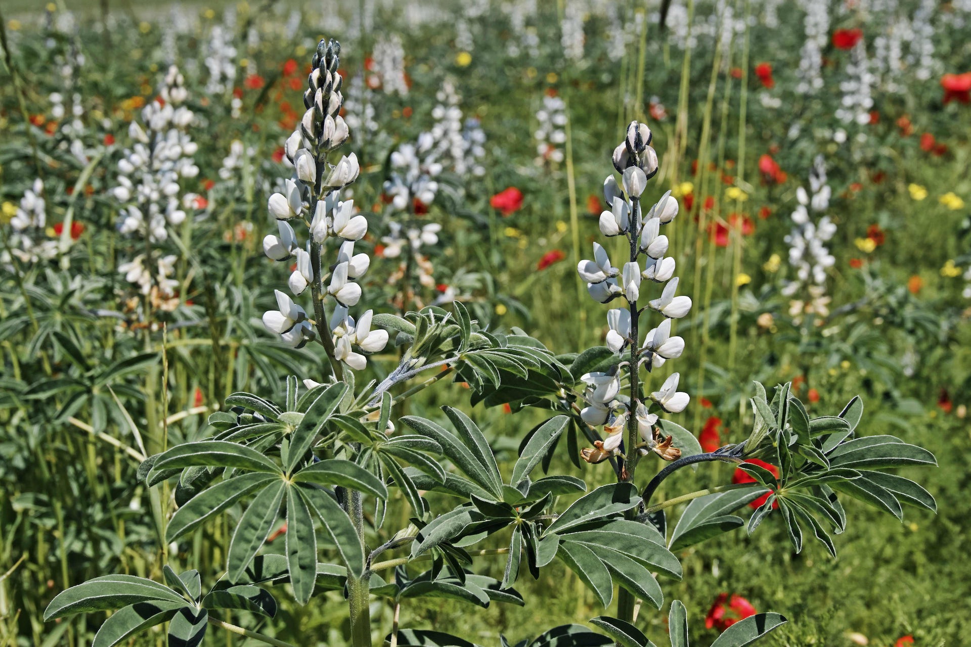 Could this be the future protein plant? Recent study discovers 'sweetness gene' enhancing the taste of lupins