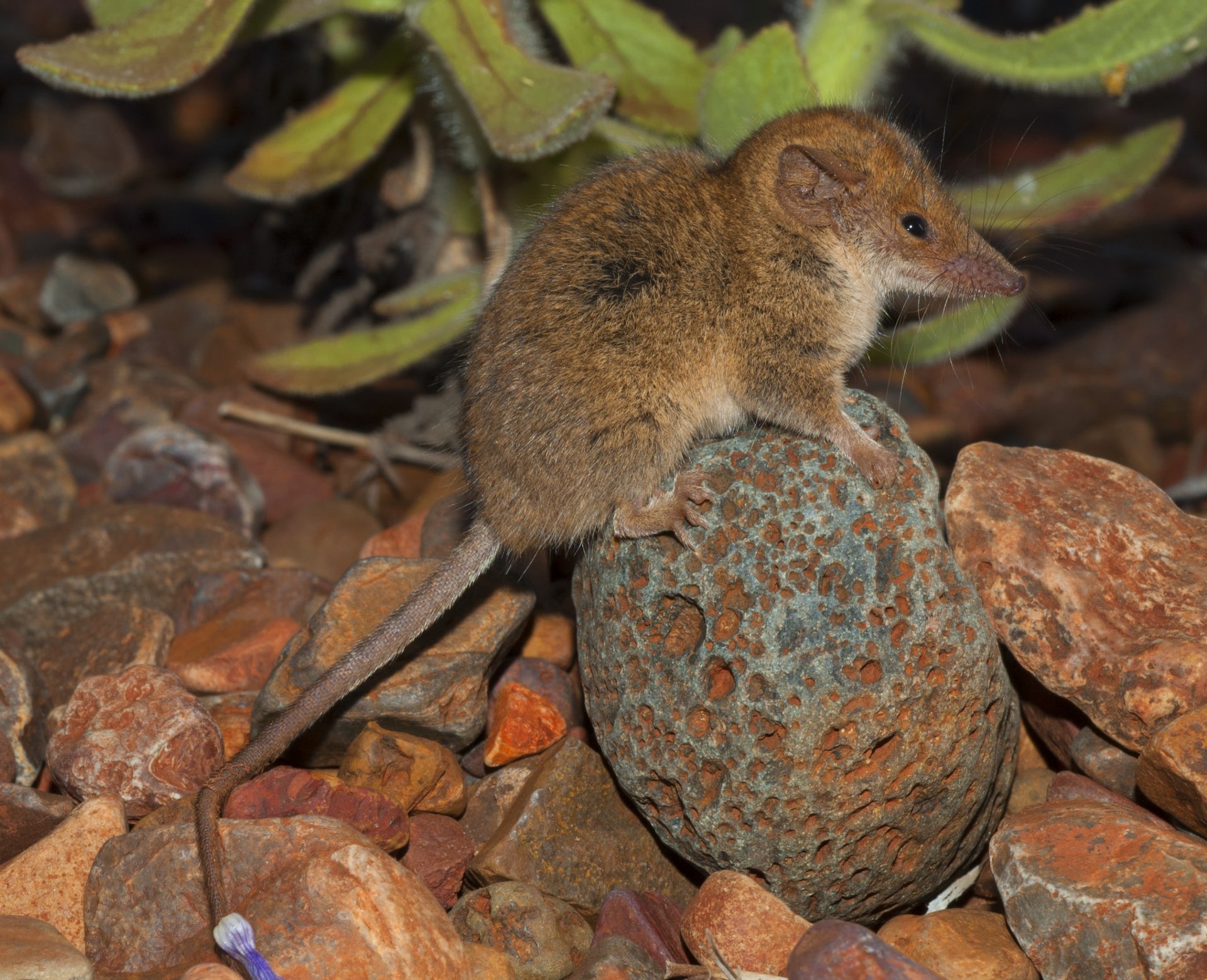 Introducing Two Recently Discovered Tiny Australian Mammal Species