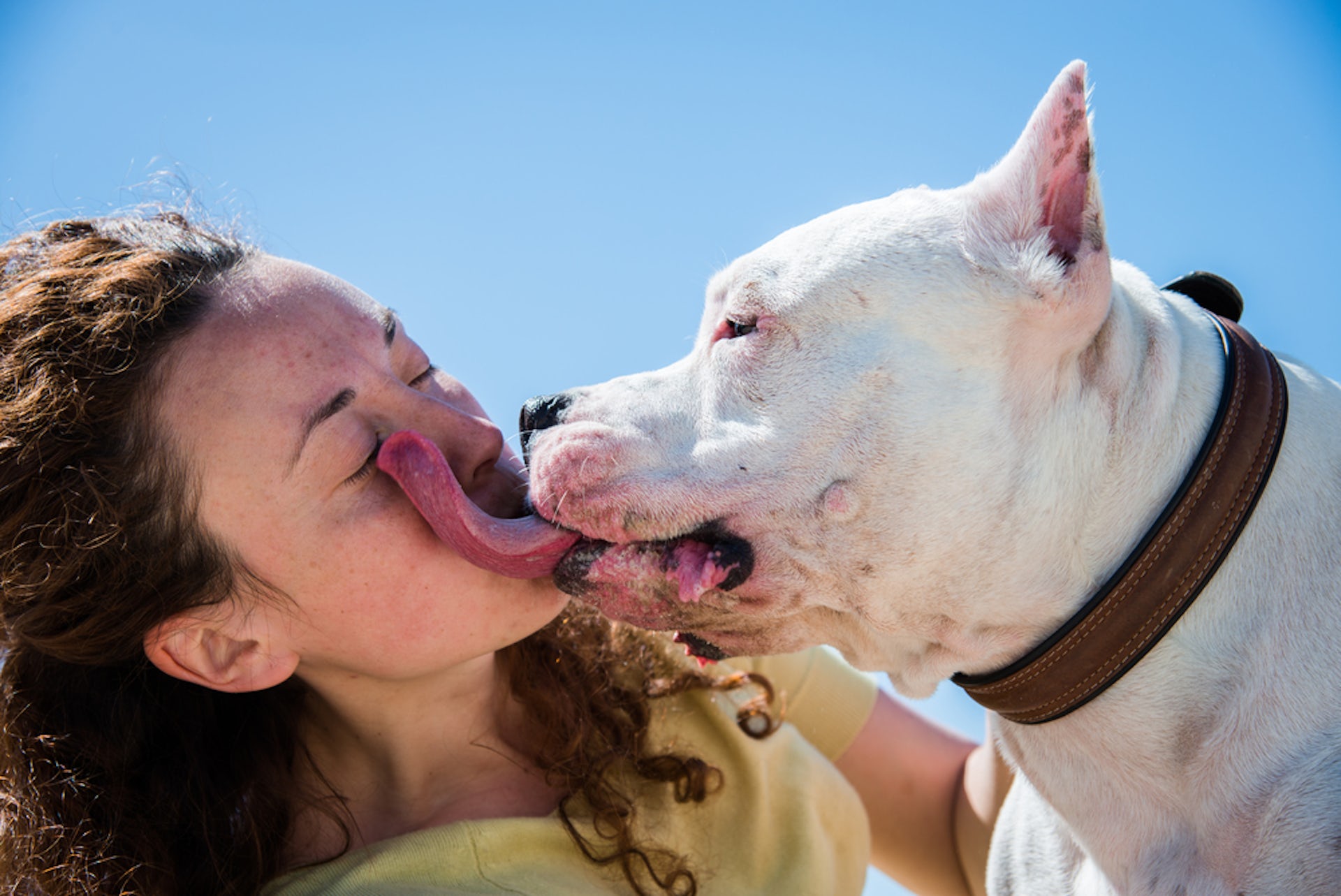 Should you kiss your pet? The risk of animal-borne diseases is minimal, yet present.