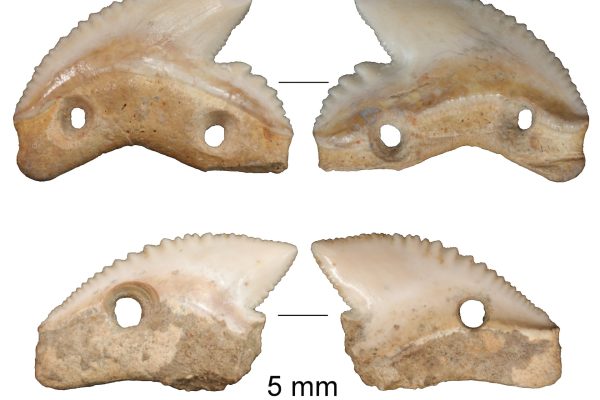 Ancient Shark-Tooth Knives Unearthed in Indonesia: Unveiling a 7,000-Year-Old Discovery