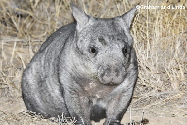 Citizen Scientists Uncover the Top Two Menaces to Wombats in Recent Data Analysis