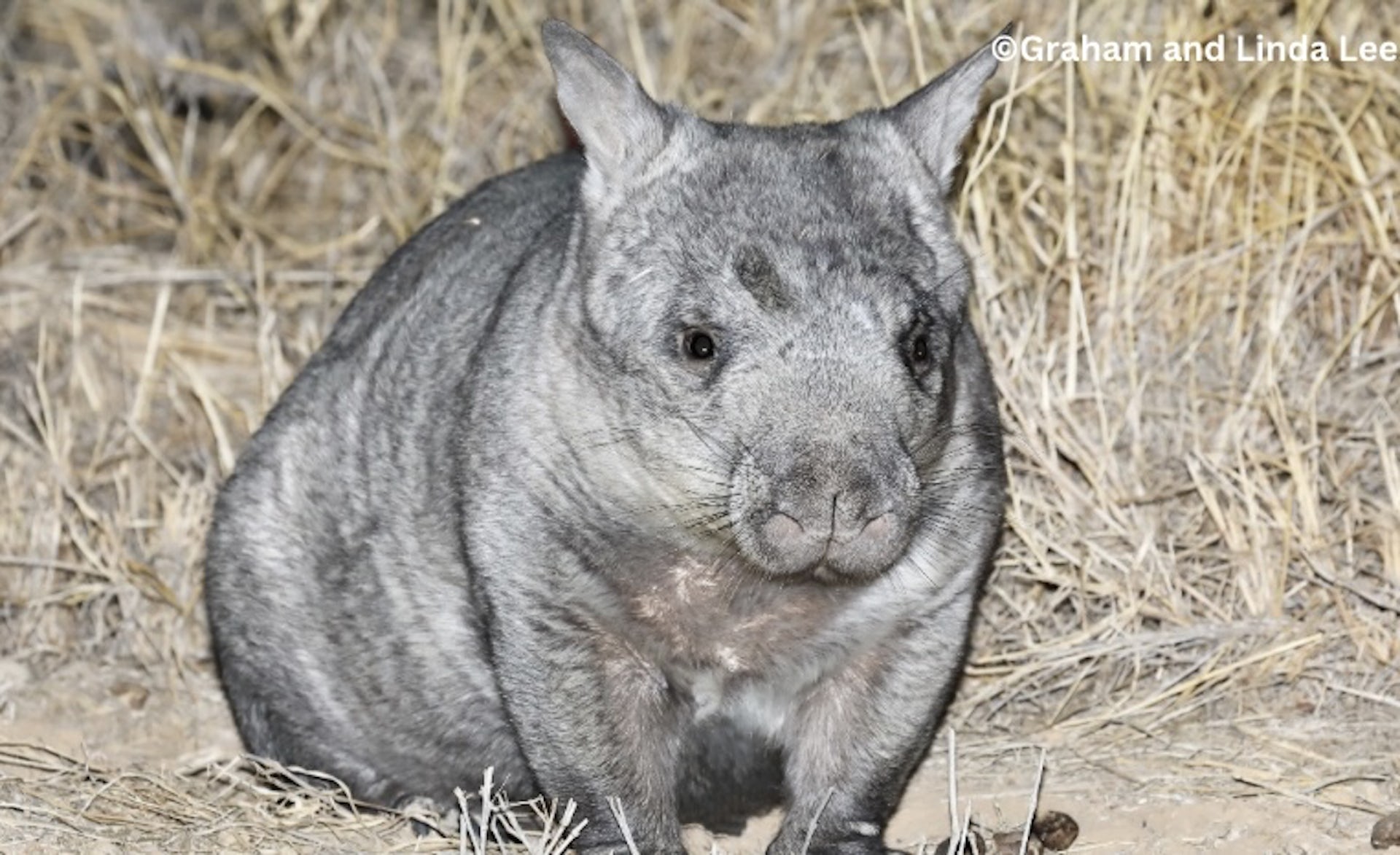Citizen Scientists Uncover the Top Two Menaces to Wombats in Recent Data Analysis