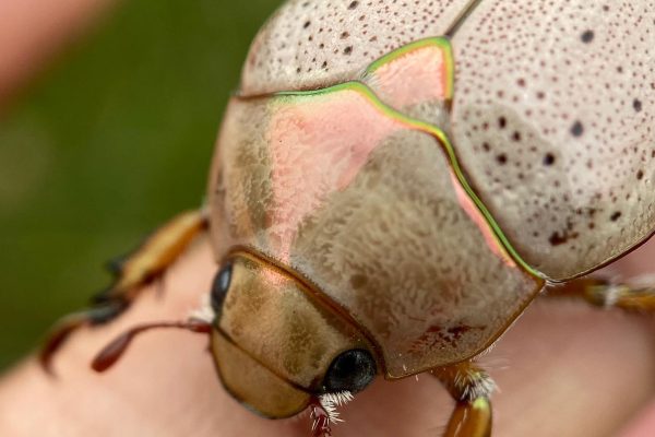 Concerns arise over the declining population of Christmas beetles: Join us in collecting citizen data to unveil the complete scenario.