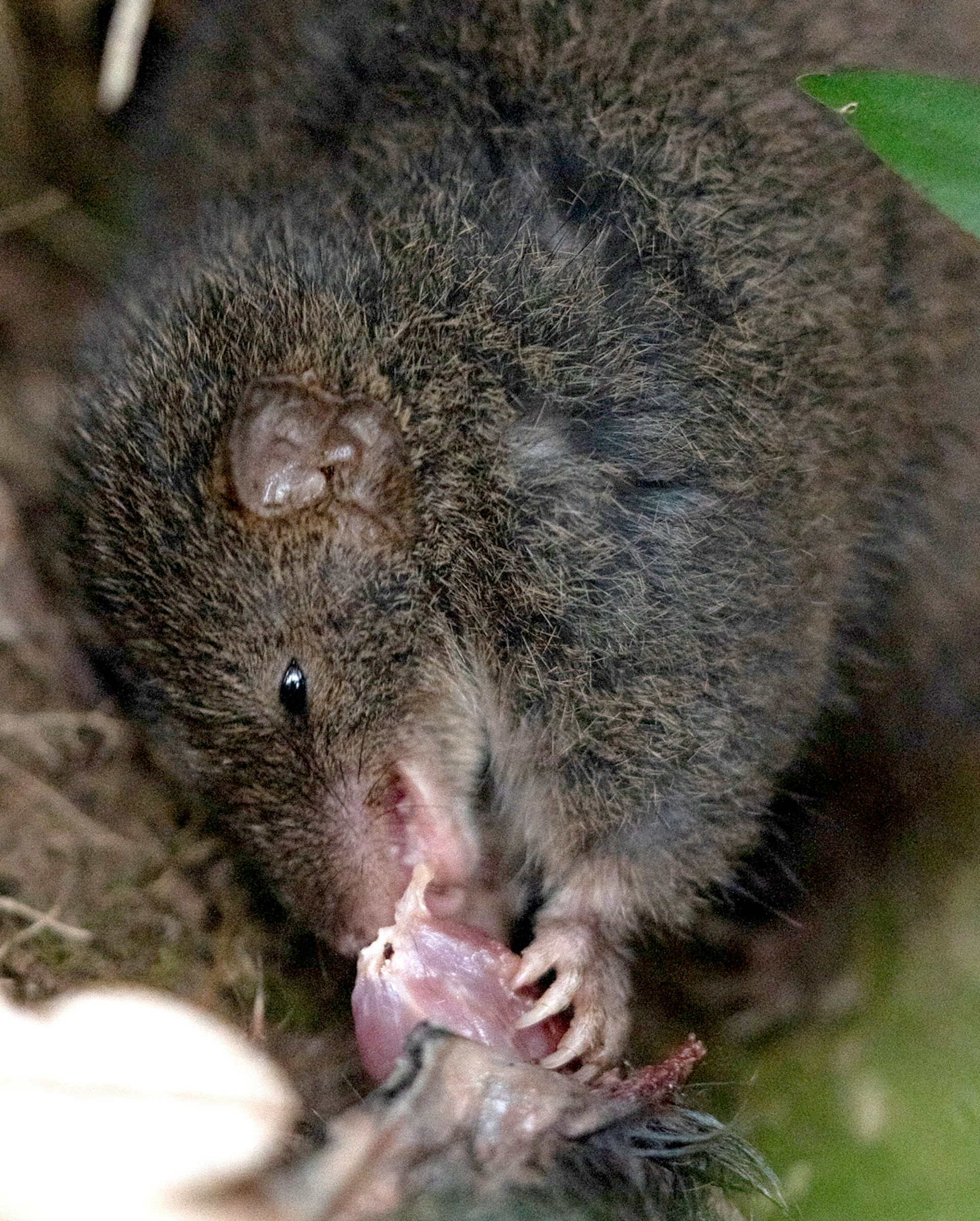 Fierce, Small Marsupials Perish Following Prolonged Mating Rituals – Occasionally Display Cannibalistic Behavior