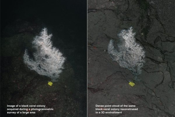 Leveraging Photos for 3D Models: Enhancing Understanding and Conservation of Intricate Marine Environments