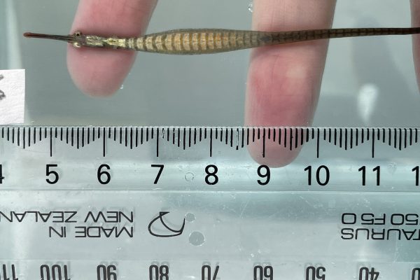 NZ's Wide-Bodied Pipefish: Surprising Male Pregnancy and Unusual Courtship Wiggles