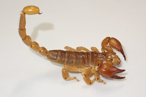 Only a fraction of Australian scorpions are scientifically identified - two new species discovered.