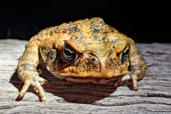 Australia is currently witnessing a clandestine battle between cane toads and parasitic lungworms