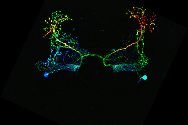 New insights after 180 years shed light on the mechanism of general anaesthesia in the brain