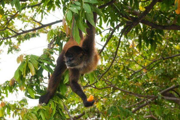 New Study Challenges the Notion: Primate Brain Size Not Driven by Food Search