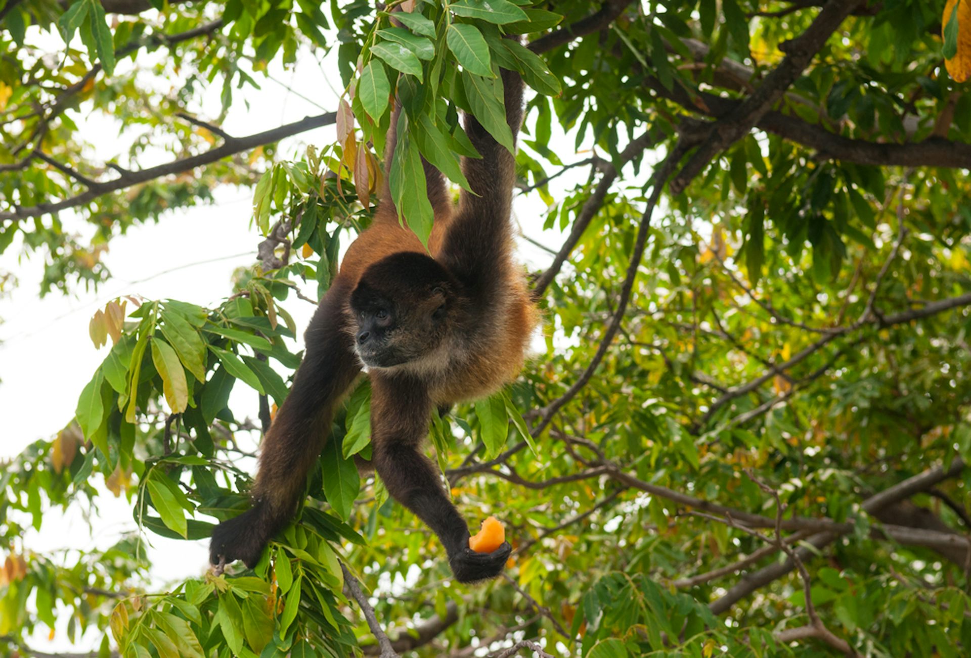 New Study Challenges the Notion: Primate Brain Size Not Driven by Food Search