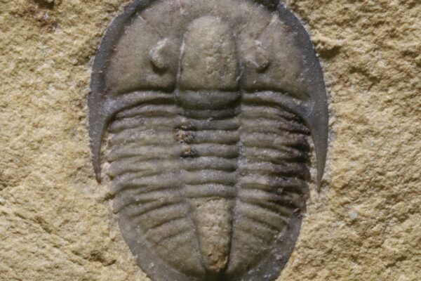 Ancient Sea Critters Found Perfectly Preserved in Volcanic Ash: Unveiling a Trilobite Pompeii