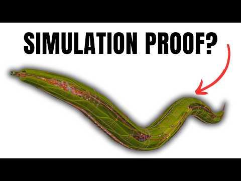 Does This Worm Prove We're In a Computer Simulation? ?