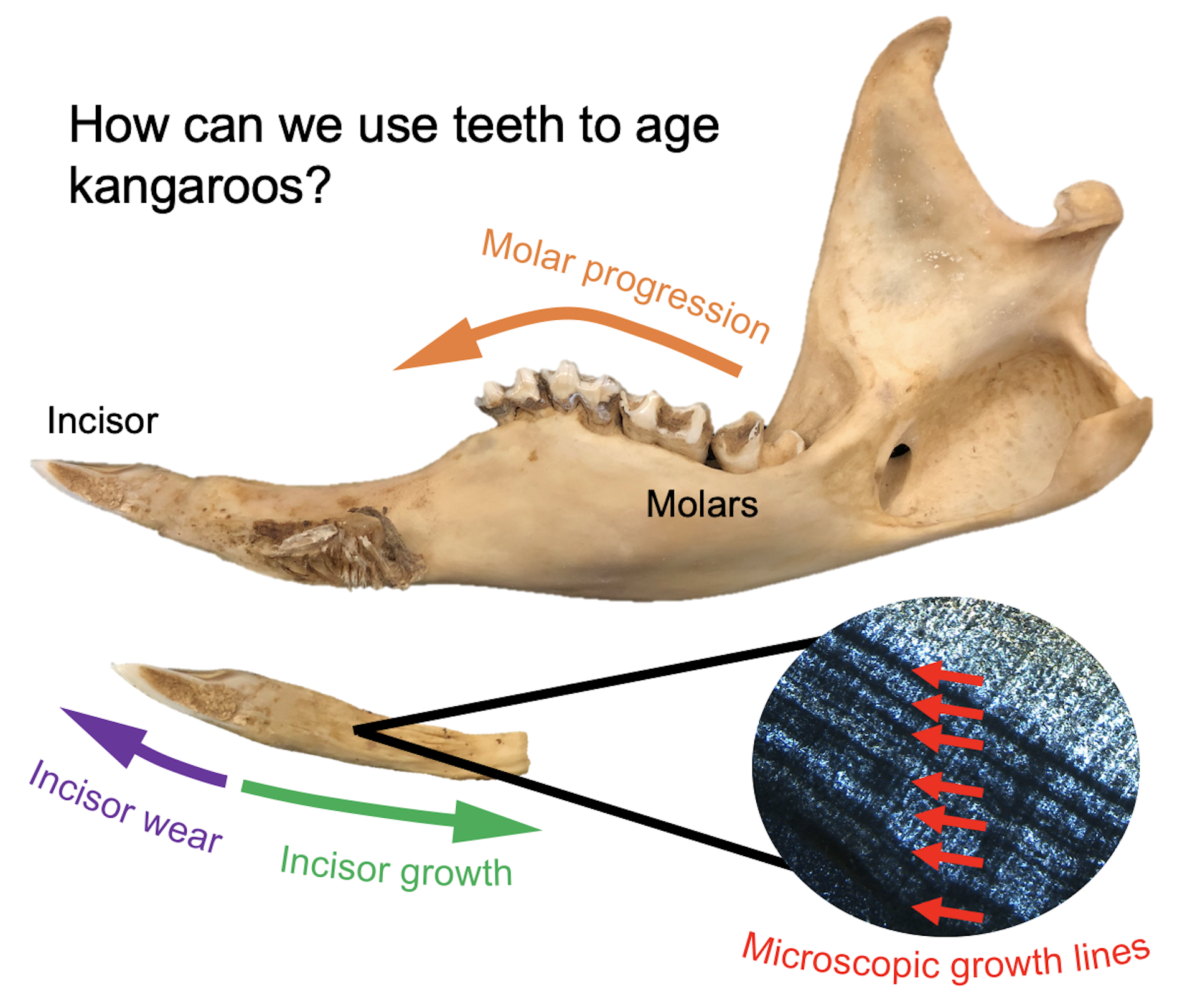 Kangaroo Teeth: A Lifelong Growth and Indicators of Age and Sex