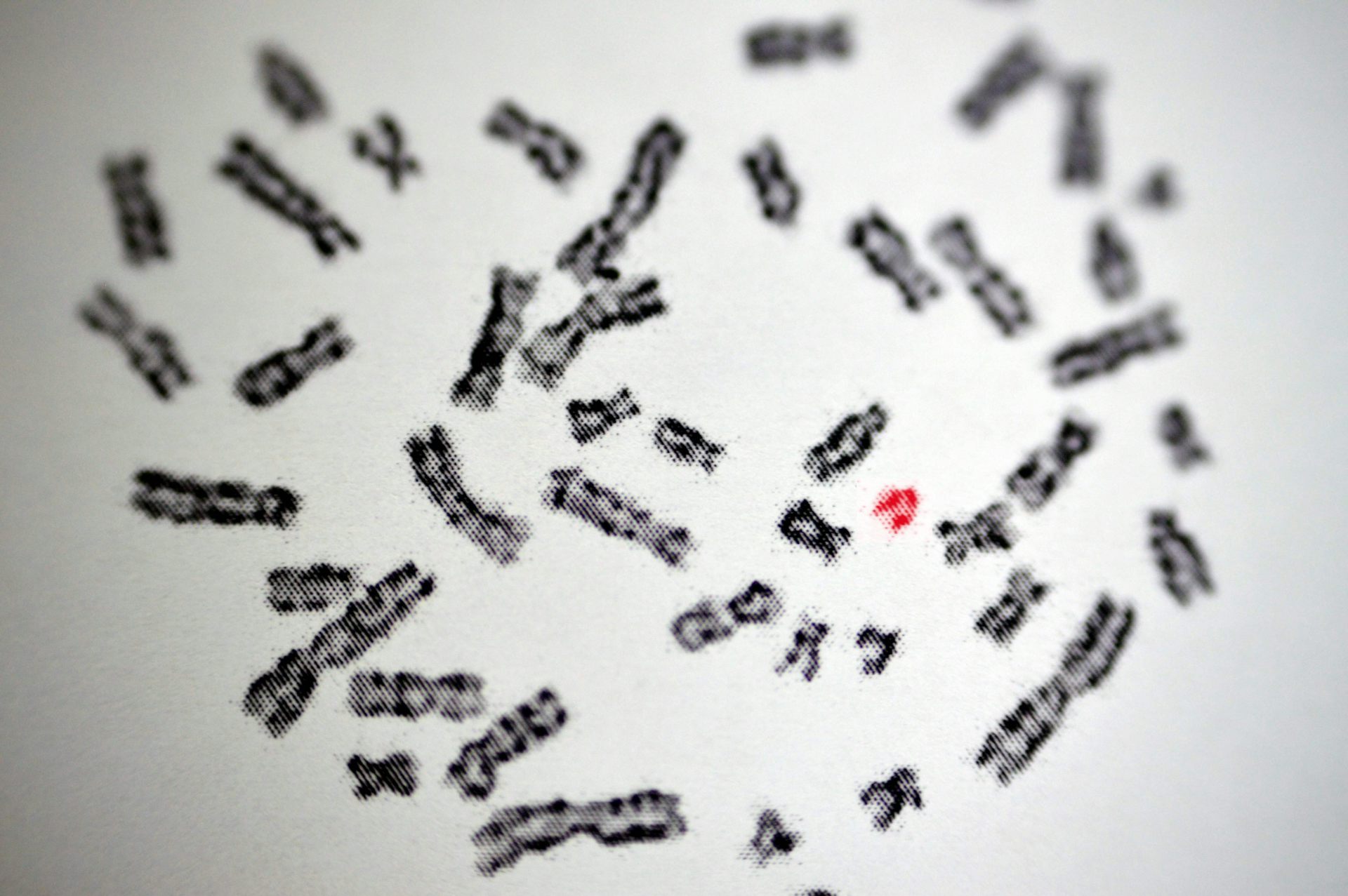 What caused the absence of Neanderthal DNA in the Y chromosome of modern humans?