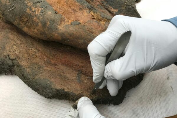 DNA Structure of 52,000-Year-Old Woolly Mammoth Sample Decoded in Groundbreaking Study
