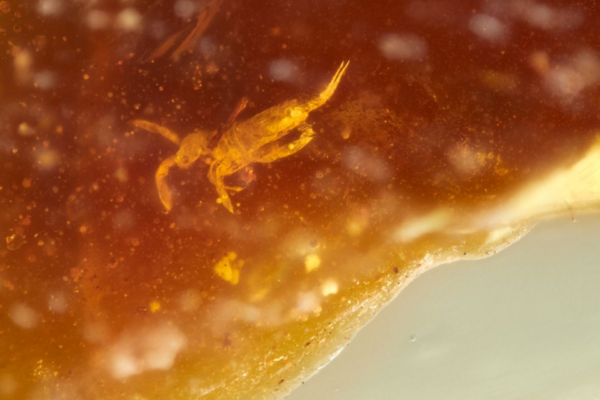 Living Fossils from Gondwana 42 Million Years Ago Unearthed in Australian Amber