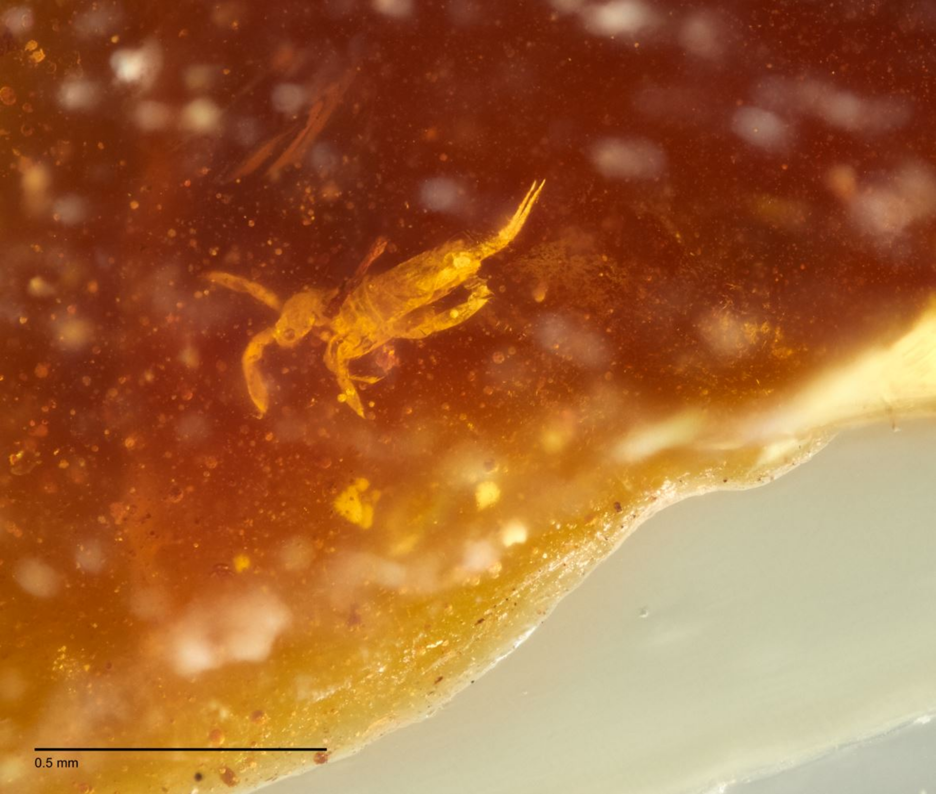 Living Fossils from Gondwana 42 Million Years Ago Unearthed in Australian Amber