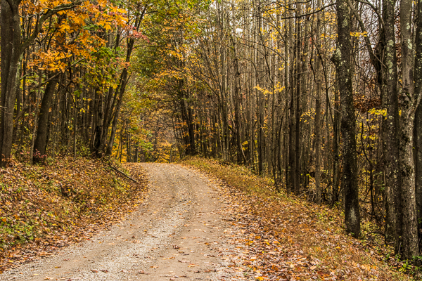 road stretching off into autumn trees