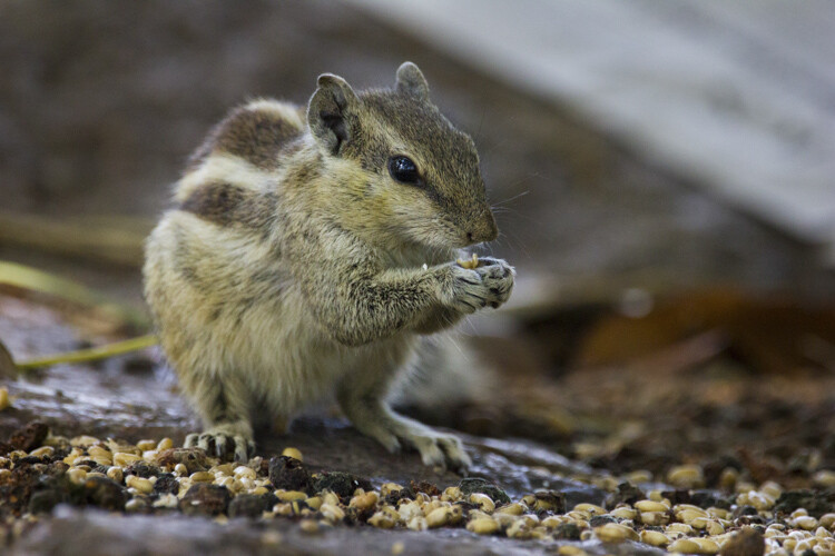 Super-telephoto wildlife photography