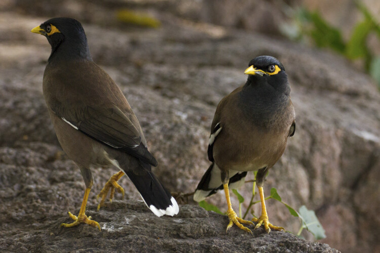 Super-telephoto wildlife photography