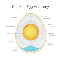 Illustration of the structure of an egg in cross section.