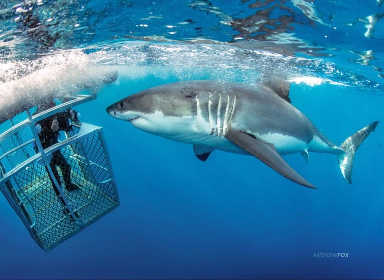 Jaws at 50: how a single movie changed our perception of white sharks forever