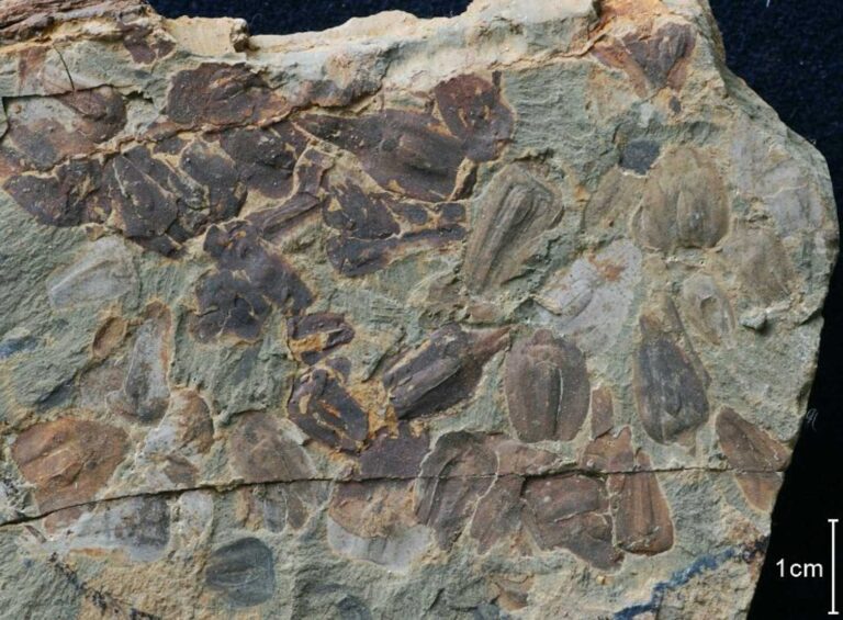 Around 250 million years ago, Earth was near-lifeless and locked in a hothouse state. Now scientists know why