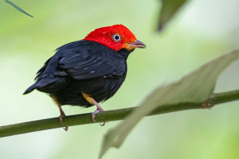 Birds use hidden black and white feathers to make themselves more colourful