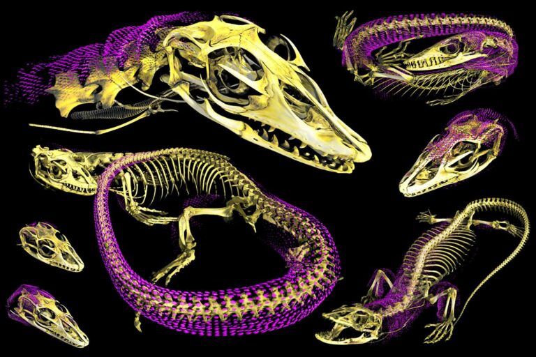 New study peers beneath the skin of iconic lizards to find ‘chainmail’ bone plates – and lots of them