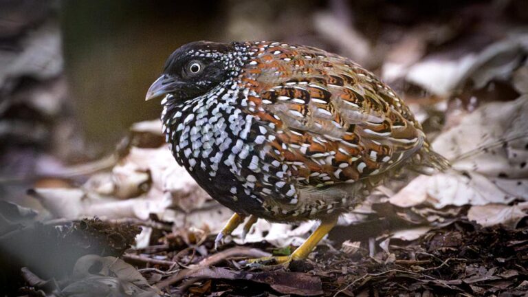 The southern hemisphere is full of birds found nowhere else on Earth. Their importance has been overlooked