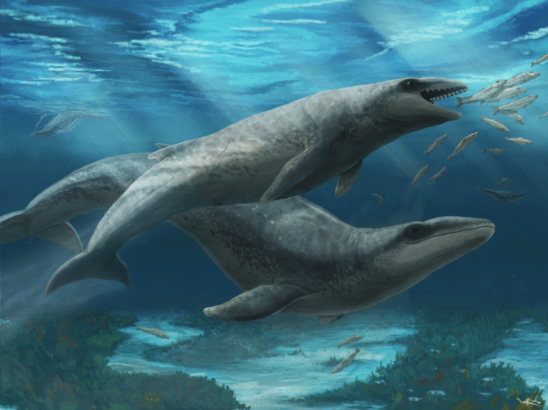 A cornucopia of tiny, bizarre whales used to live in Australian waters – here’s one of them