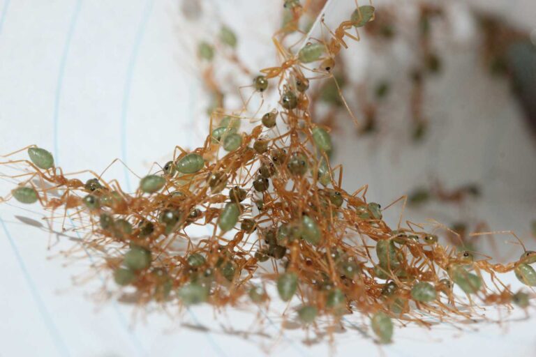As human teams get bigger, they get less efficient. But these ants have found a solution