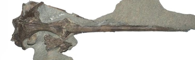 The fossil bones of a penguin skull are embedded in rock