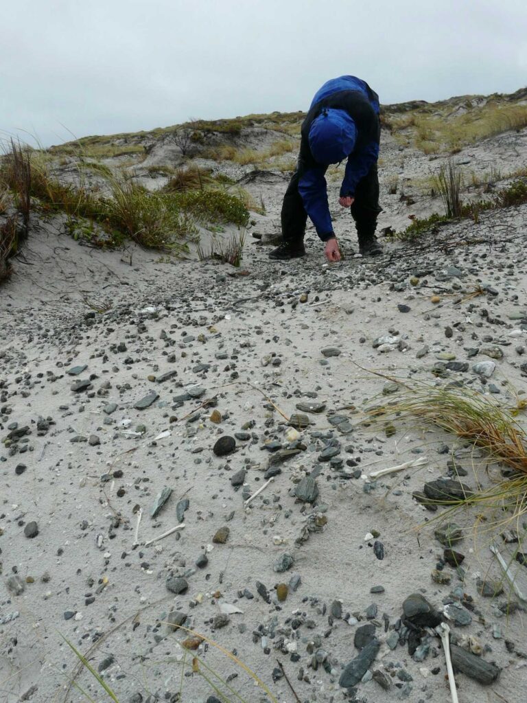 The discovery of an extinct shelduck highlights the rich ancient biodiversity of the remote Rēkohu Chatham Islands