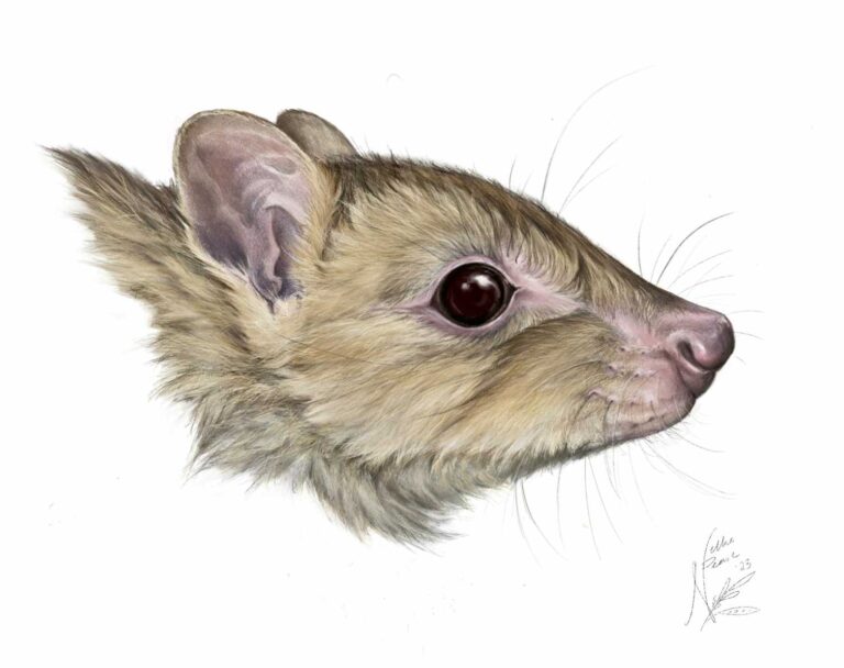 Australia has some new marsupial species – but they’re already extinct
