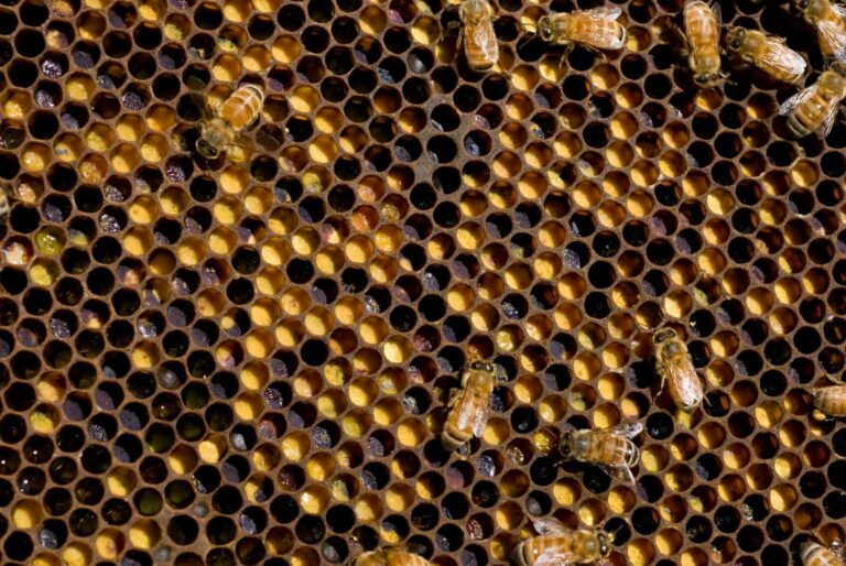 Deadlier than varroa, a new honey-bee parasite is spreading around the world
