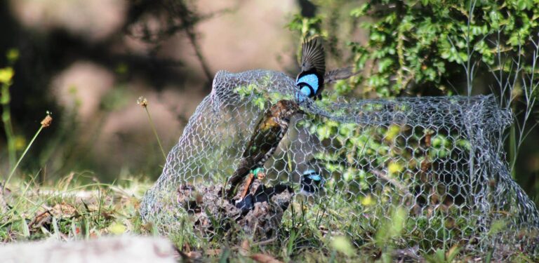 Birds all over the world use the same sound to warn of threats