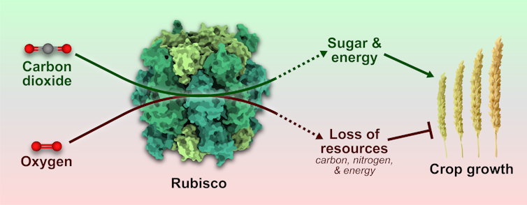 Flowchart of carbon dioxide and oxygen being fixed to a Rubisco model affecting crop growth