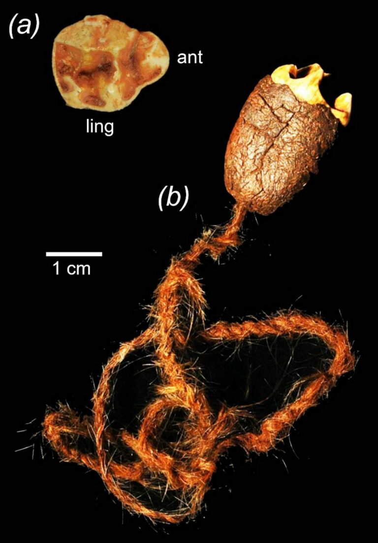 Hunters or collectors? New evidence challenges claim Australia’s First Peoples sent large animals extinct