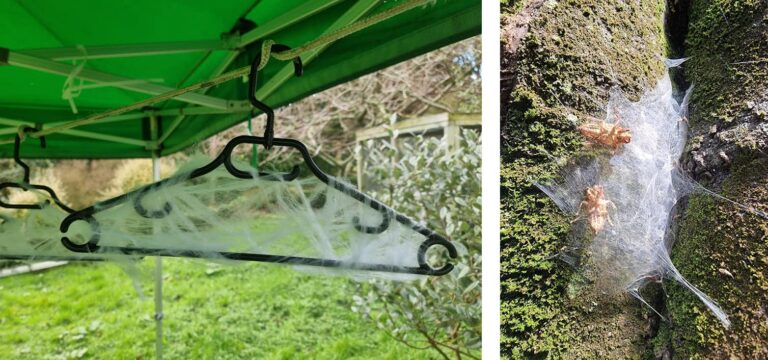 Spiders inspired biologists to create artificial webs to capture airborne DNA for biodiversity monitoring