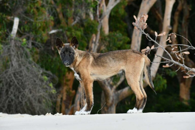 Impacts of colonisation on dingoes are ‘written in their bones’, new research finds