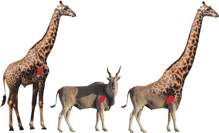 Images of a giraffe, an eland, and the half-giraffe half-eland'elaffe', each with the location of its heart highlighted.
